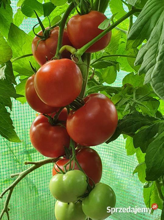 POMIDOR DELFINE rozsada sadzonka Jelenia Góra sprzedam