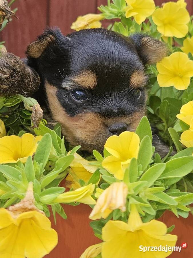 Yorkshire Terrier pies Somonino