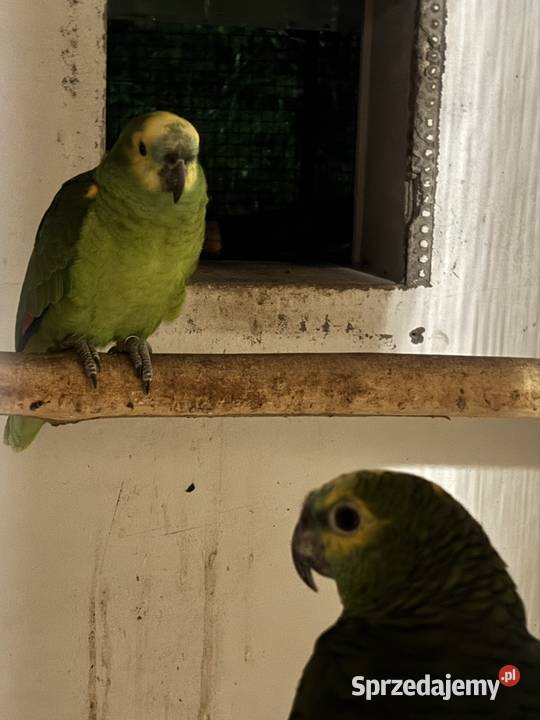 Amazonki niebieskoczelne pąsowe białoczelne Pińczów