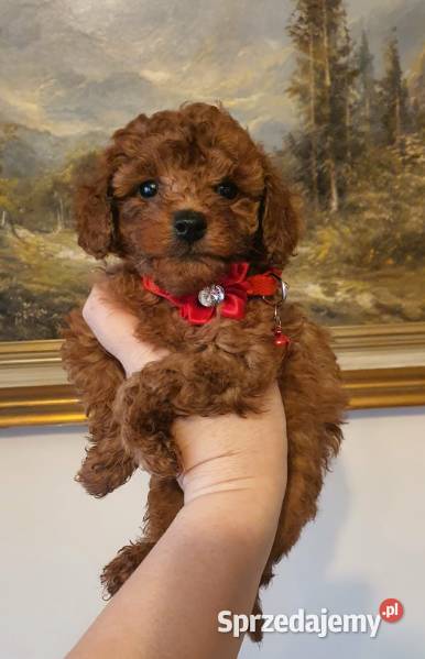 Pudel Toy red śliczna suczka Częstochowa