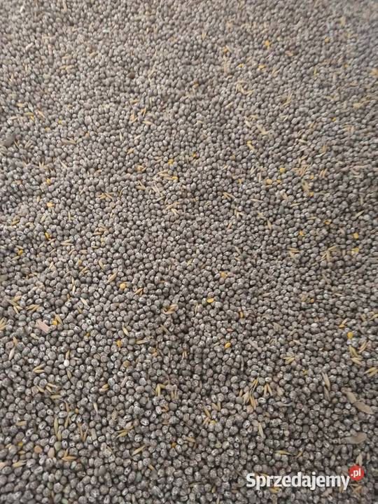 Łubin gorzki karo czyszczony