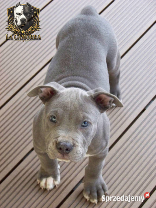 Amstaff Blue samiec R9 sprzedam