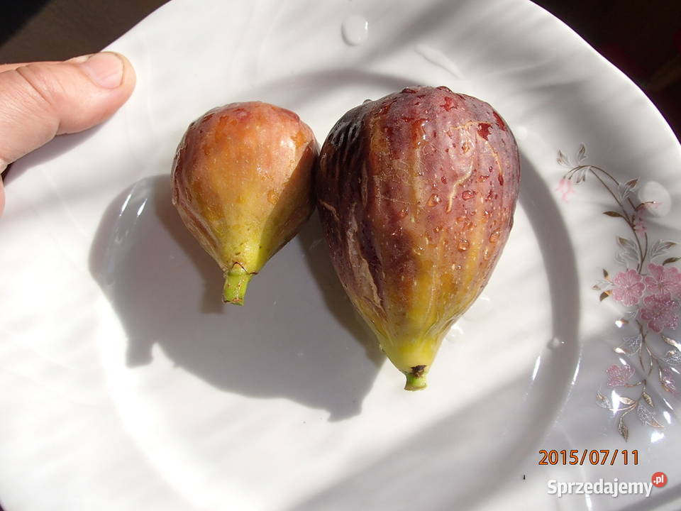 Figa brown turkey sadzonka w doniczce 2030 Łódź sprzedam