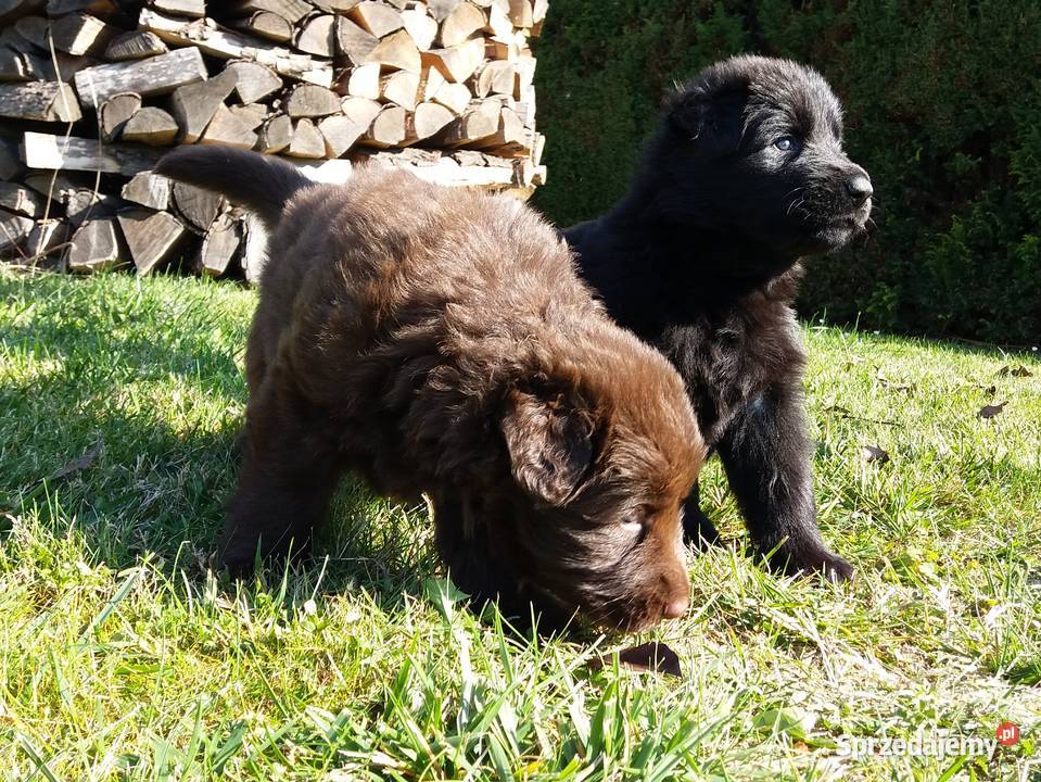 Owczarek niemiecki Black i Liver opisie Świerklany