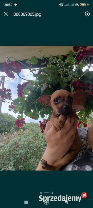 Pinczerek miniaturka Płock