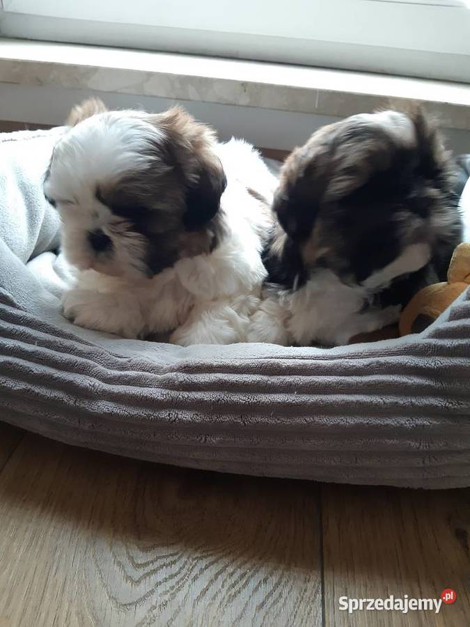 Shih tzu szczenięta do rezerwacji Shih Tzu śląskie Katowice