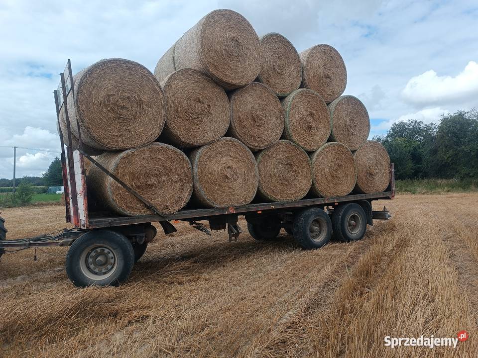 Słoma pszenna 150 w belach Bychawa sprzedam