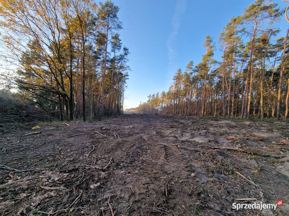 WYCINKA DRZEW ODKUP DREWNA DOKUMENTACJA Woodfast Legnica