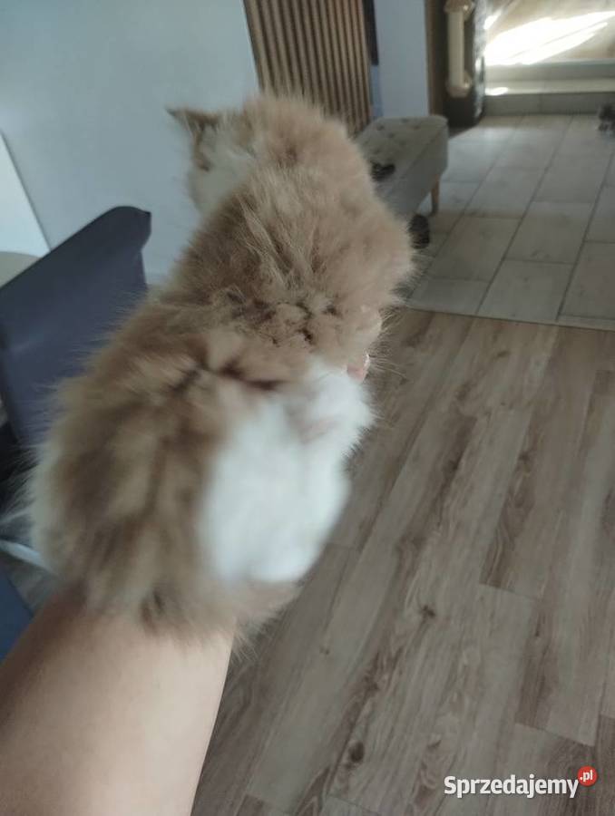 Kocurki kremowe z białym Karszanek sprzedam