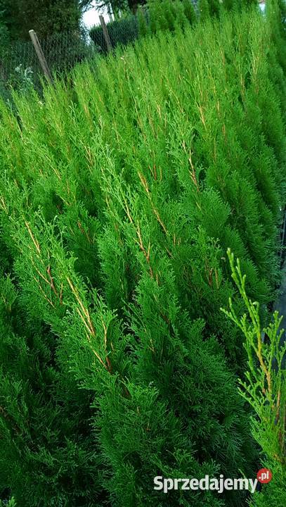 Tuja Szmaragd 120 TRANSPORT SADZENIE Ukorzenione Dom i Ogród