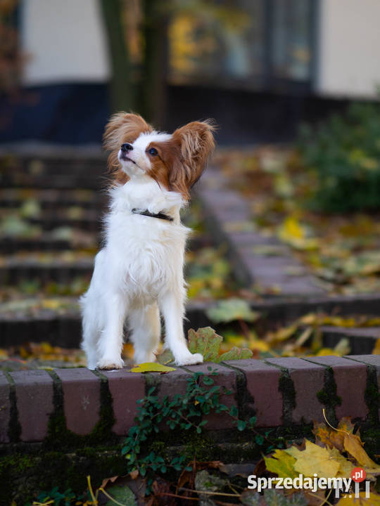 Papillon piesek ZKwP FCI Championach Rzeszów sprzedam