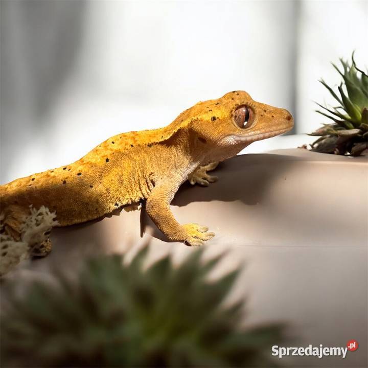 Samiczka gekona orzęsionego Yellow Dalmatian Gady i płazy Jastrzębie-Zdrój