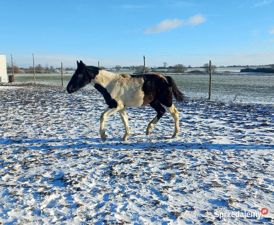 Sprzedam wielkopolskie Koźmin Wielkopolski