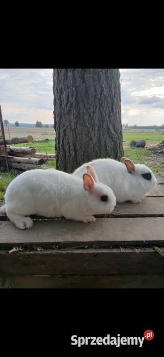 Króliki miniaturki Piórków sprzedam