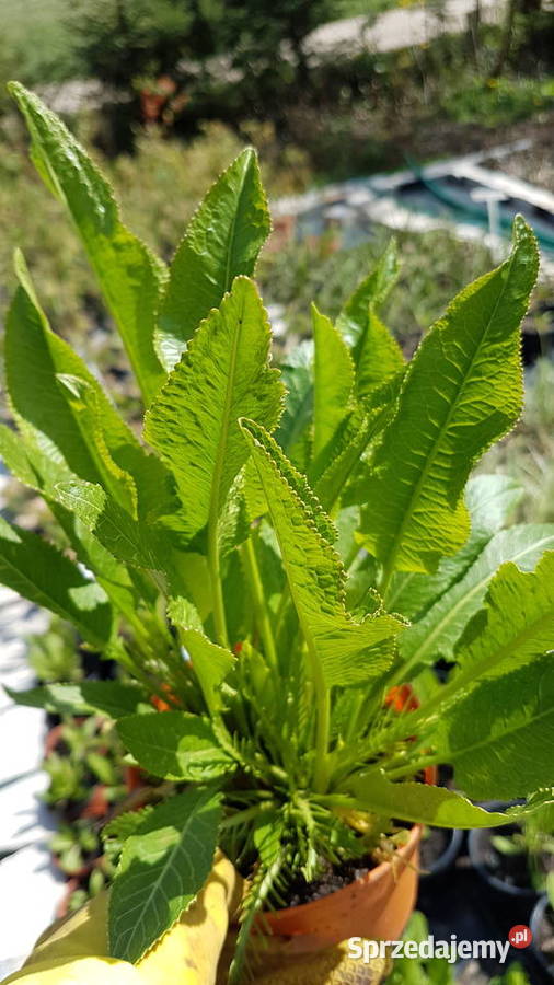 Chrzan pospolity (Armoracia rusticana) ,ekologia, producent