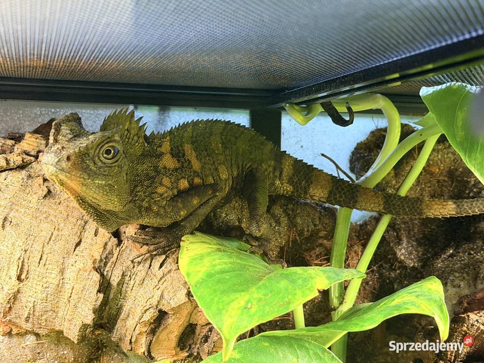 Młoda para agamy kameleonowatej pomorskie Gdańsk