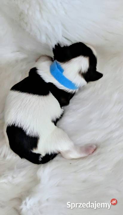 Szczenięta shih tzu Shih Tzu śląskie Zawiercie