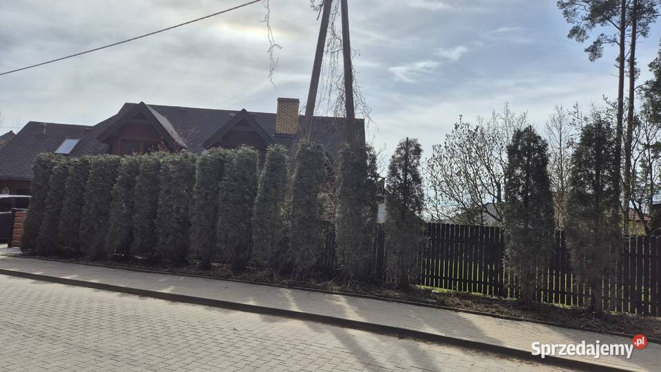 Przycinanie Tui Cięcie Krzewów i Żywopłotów Białystok