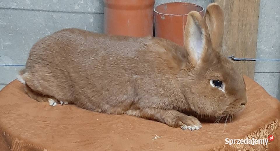 Samica z młodymi nowozelandzki czerwony lubelskie Turobin sprzedam