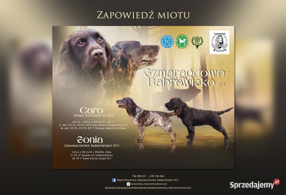 Płochacz niemiecki WACHTELHUND zapowiedź miotu Pozostałe Psy Ligota Tułowicka
