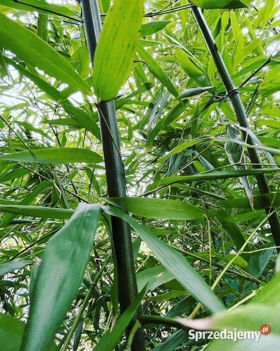 Bambus Phyllostachys Bissetii Filostachys małopolskie