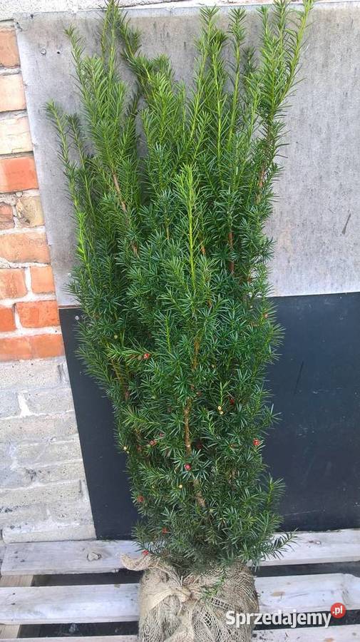 Cis Tani Szybkorosnący Żywopłot Iglaste Mszczonów