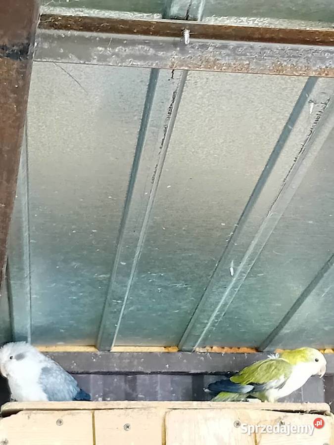 Papugi mńichy Siedlce sprzedam
