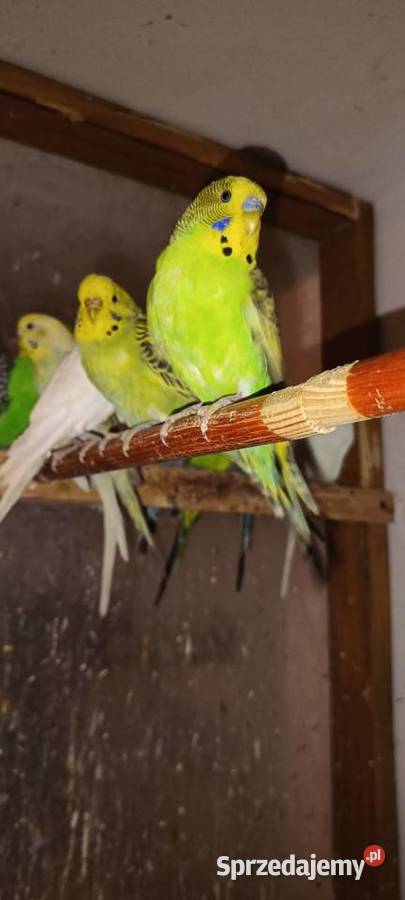 Sprzedam papugi Pierzchnica sprzedam