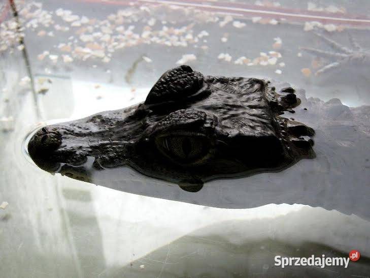 Sprzedam młode Kajmany okularowe Caiman