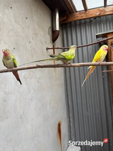 Księżniczka walii Szkarłatka Aleksandretta Ptaki Częstochowa