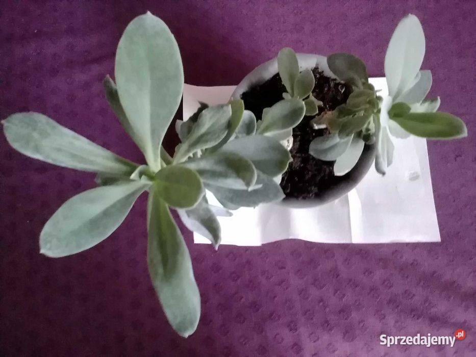 Himalaya senecio cephalaphorus roślina