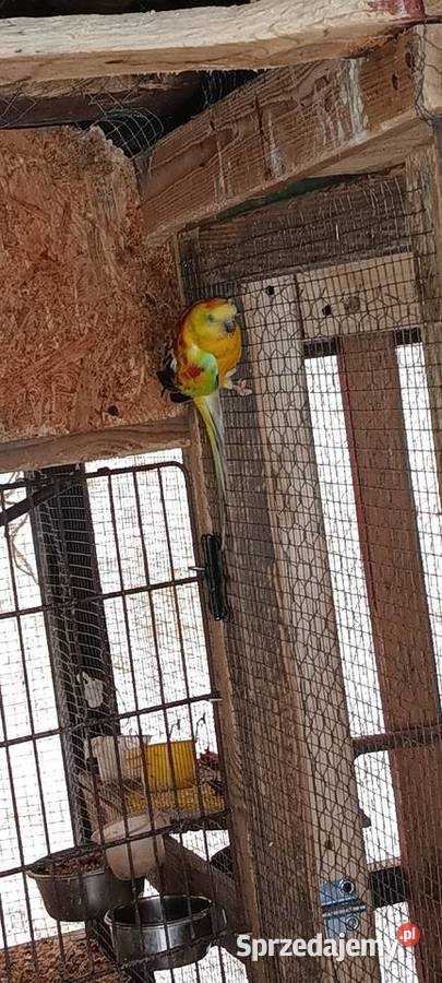 Papugi świergotki Julianpol