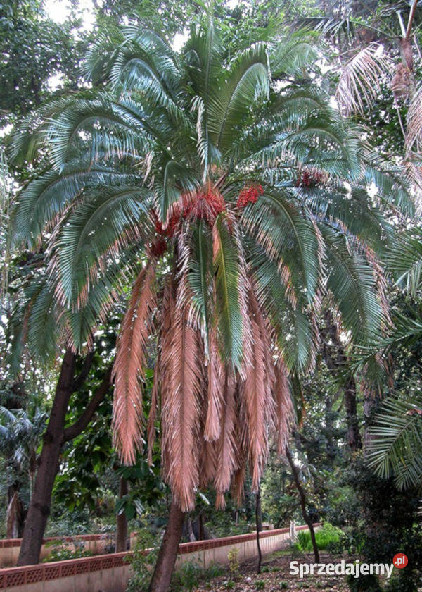 PALMA DAKTYLOWA KLIFOWA Phoenix Rupicola NASIONA Lubanie