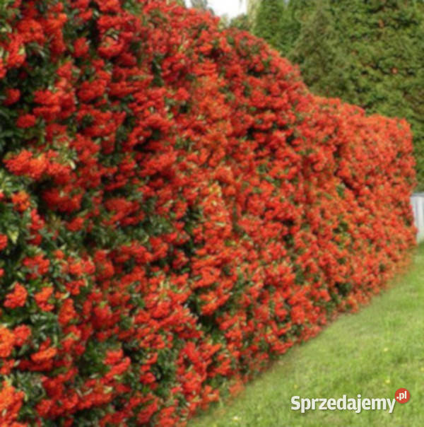 OGNIK SZKARŁATNY Red Column sadzonki w Liściaste Ustronie
