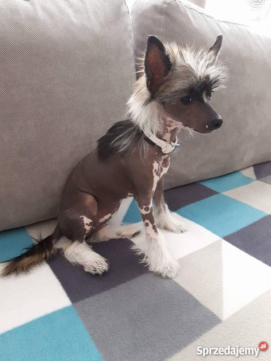 Chiński Grzywacz Bezwłosy suczka szczeniak Stargard Szczeciński