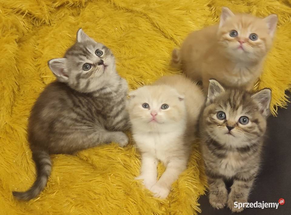 Kocięta, kotki brytyjskie/perskie