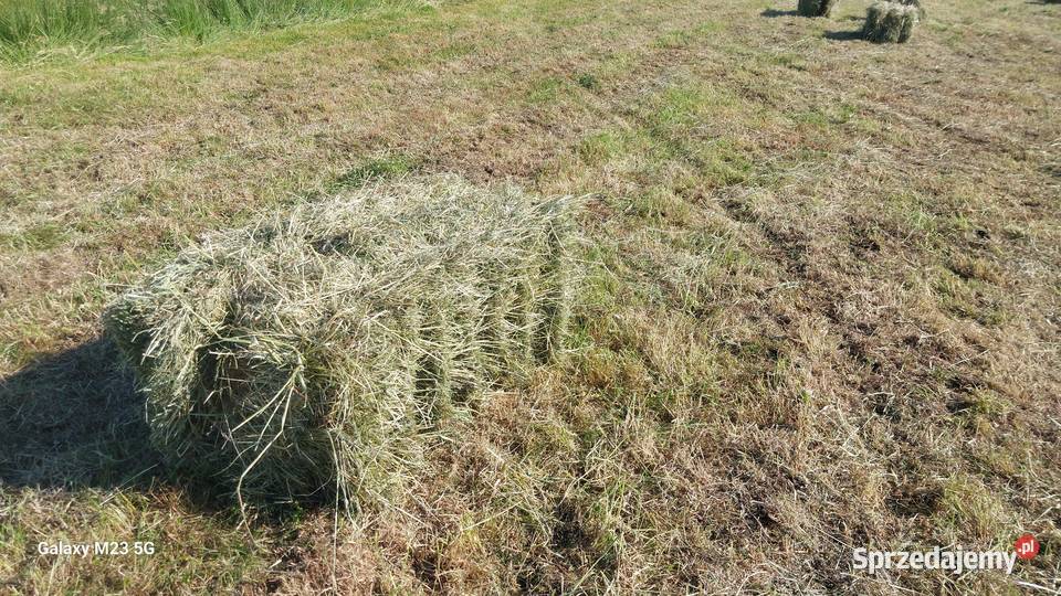 Siano w kostkach Włoszczowa