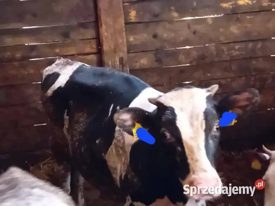 Sprzedam byki i jałowki łódzkie