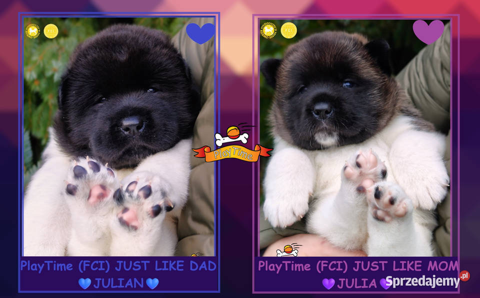 Szczenięta AKITA AMERYKAŃSKA odbiór marzec