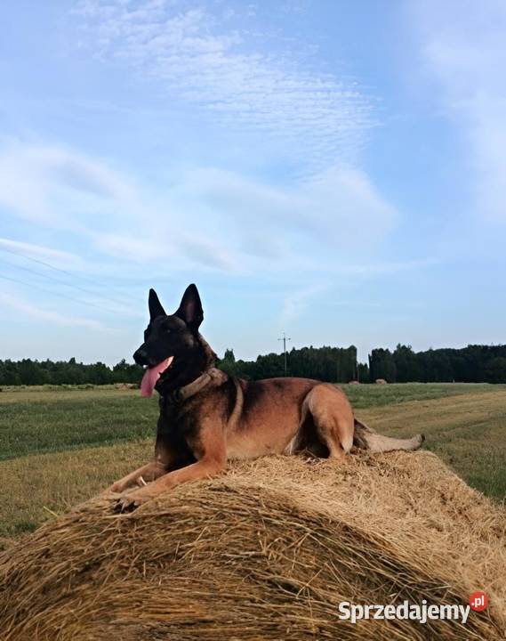 Rezerwacja pieska owczarka belgijskiego Malinois Psy Wójtostwo