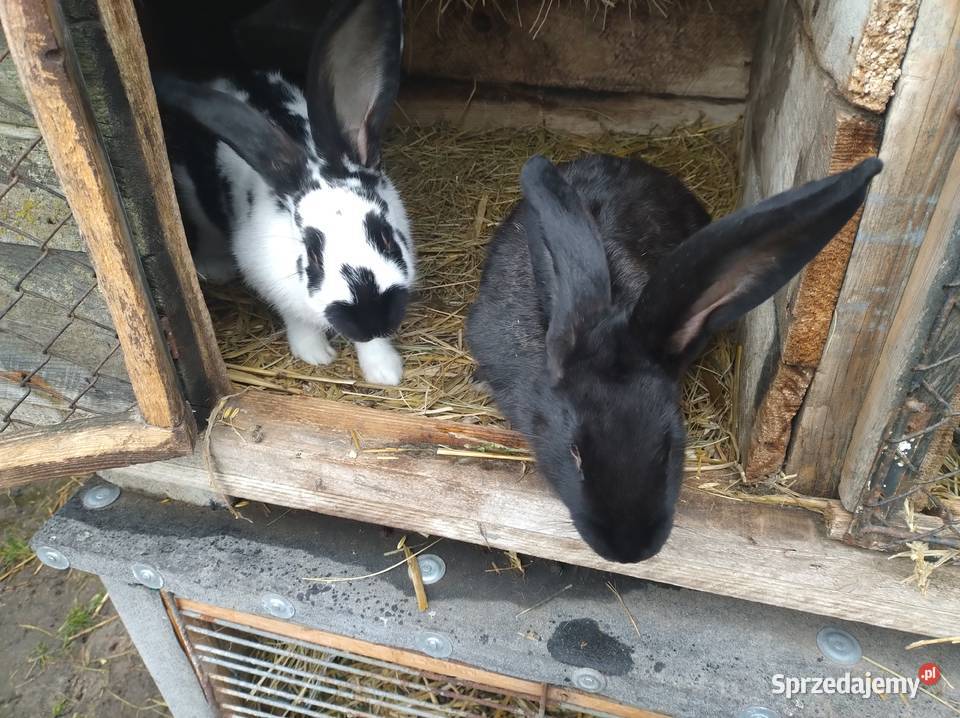 Samce i samiczki kujawsko-pomorskie Turzno