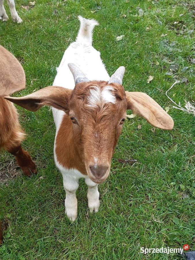 Koziołki burskie podkarpackie Łęki Dukielskie