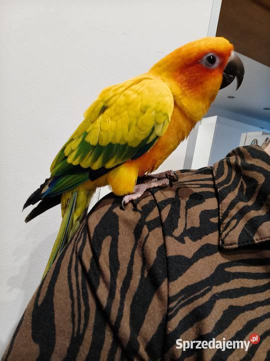 Konura słoneczna ręcznie karmiona Ostrów Wielkopolski sprzedam