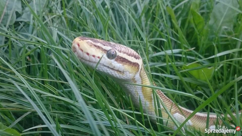 pyton królewski sprzedam pomorskie Gdańsk