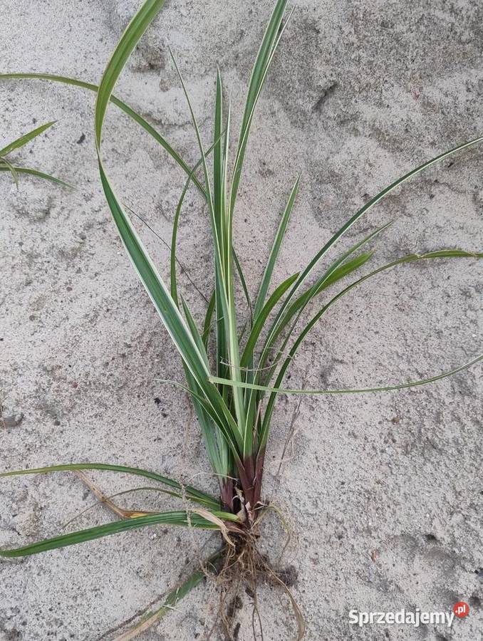 Rośliny do ogrodu z własnych nadwyżek Nisko