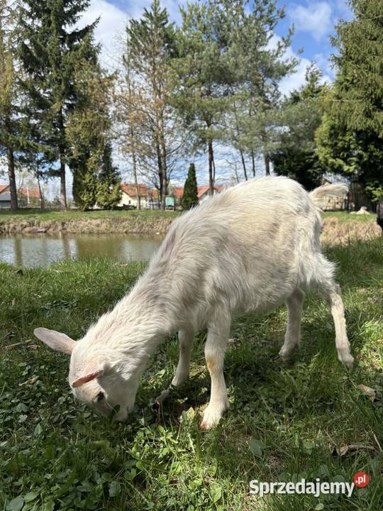 Sprzedam kozę Kozy Malawa