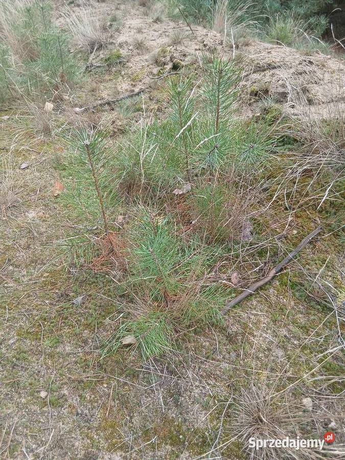 Sadzonki sosny dębu Akcji Brzozy Pozostałe Dom i Ogród Konin