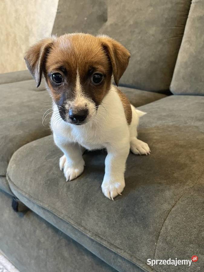 Jack Russell Terrier szczeniaczki Jack Russell Terrier Częstochowa