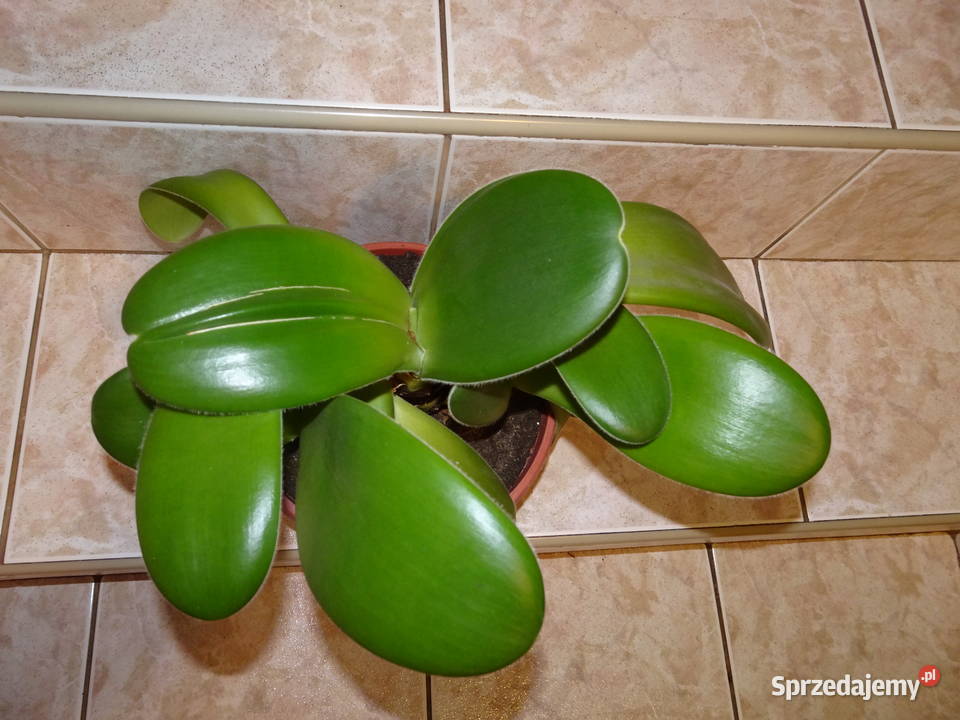 Krasnokwiat białokwiaty Warszawa