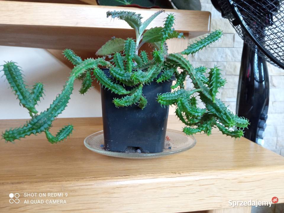 Kup kaktusik begonię